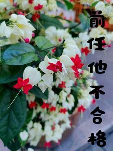 前任坚决不复合